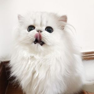 礼包共享小鲤导航
