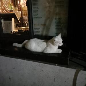 礼包共享小鲤导航
