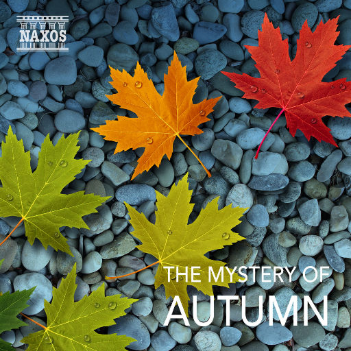 礼包共享小鲤导航
